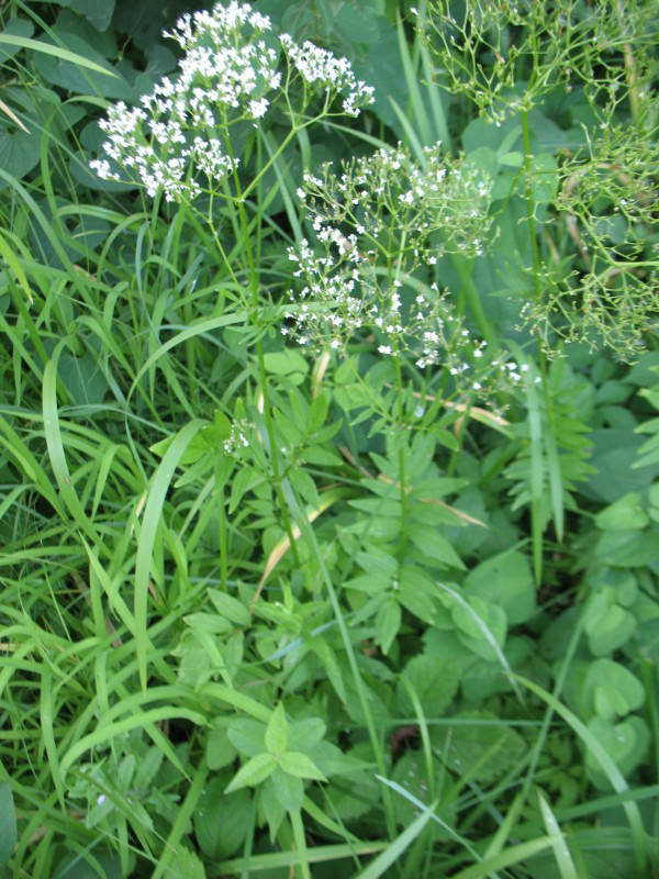 Valeriana