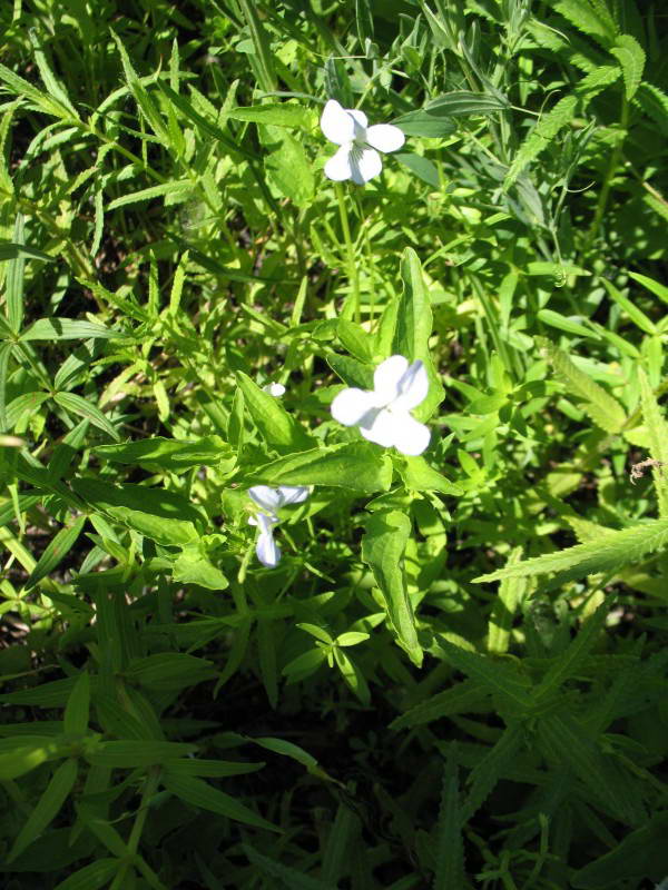 Фиалка грязевая