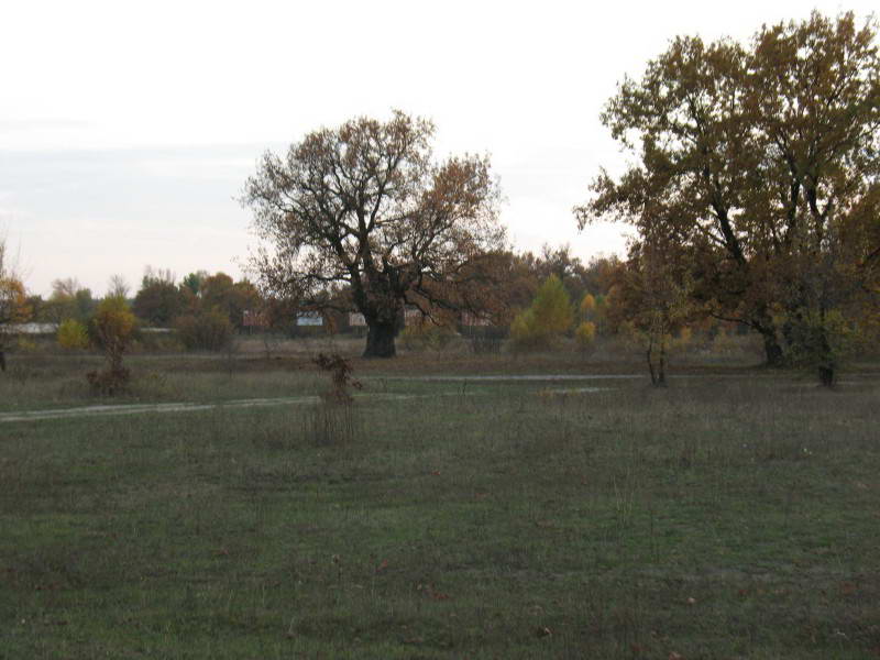 Дуби-тролі, Жуків острів