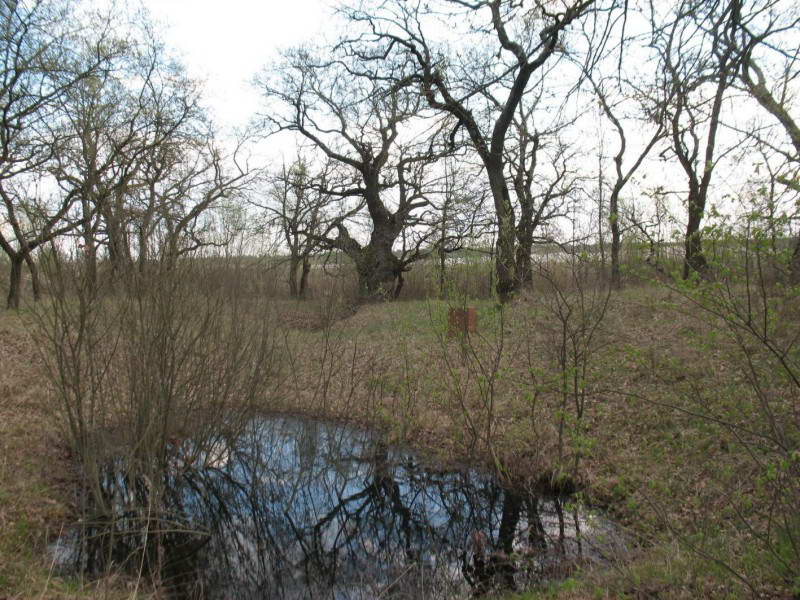 Дуби-тролі, Жуків острів