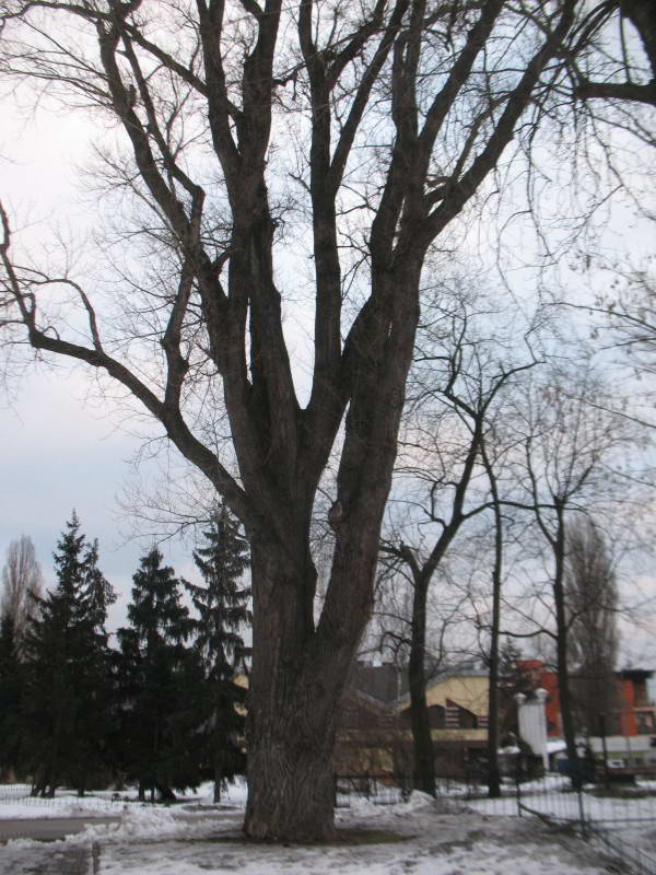 Secular black poplar Populus nigra