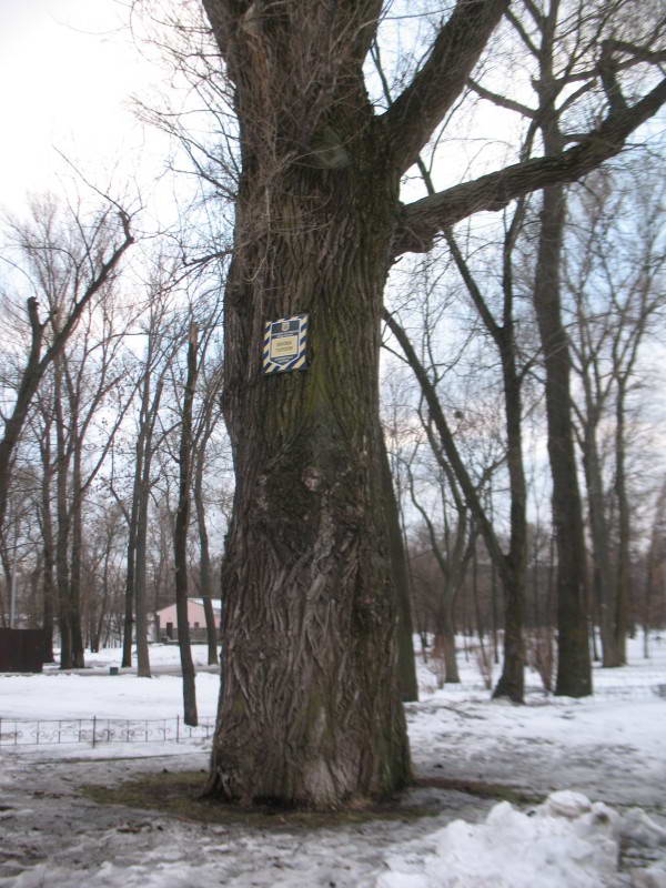 Secular black poplar Populus nigra