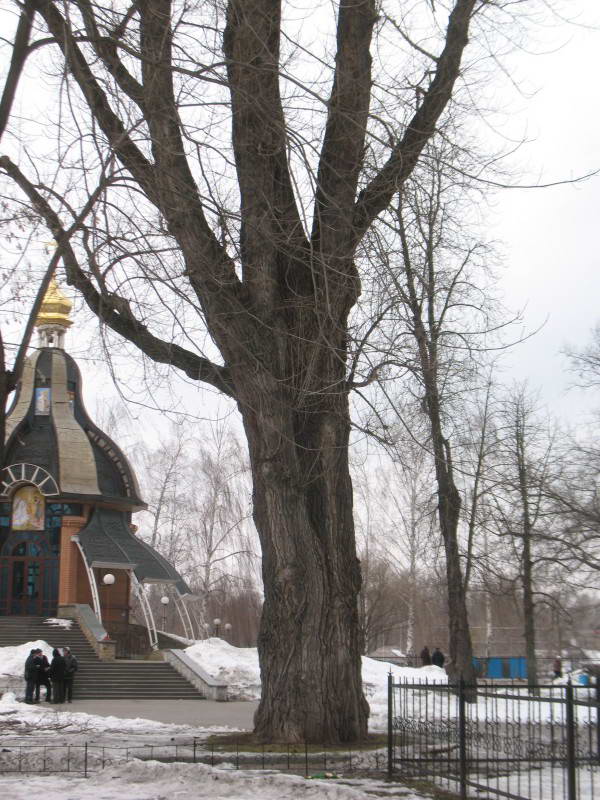 Вековой тополь черный