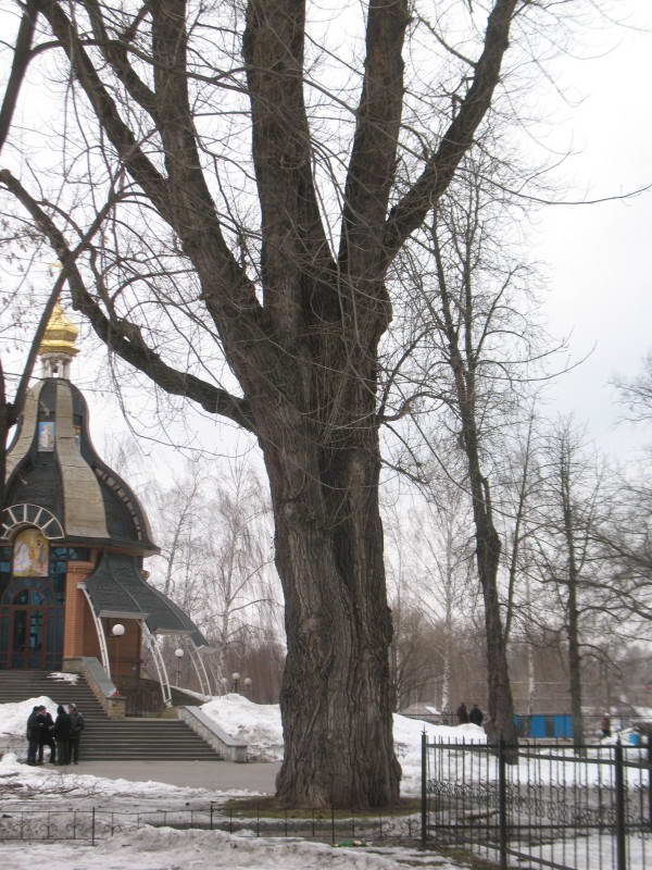 Secular black poplar Populus nigra