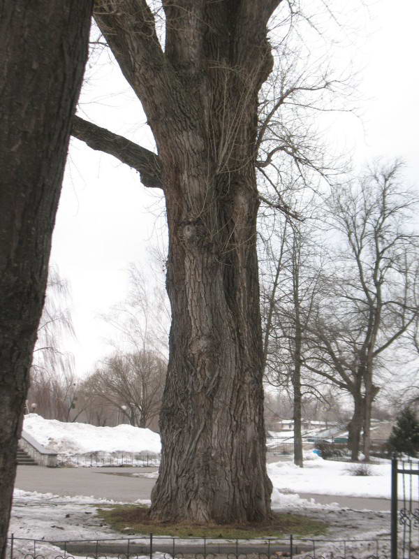 Secular black poplar Populus nigra