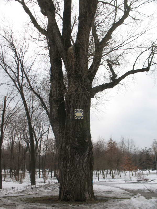 Secular black poplar Populus nigra