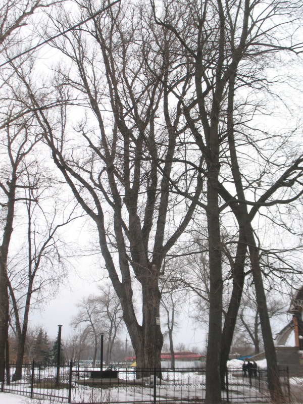 Secular black poplar Populus nigra