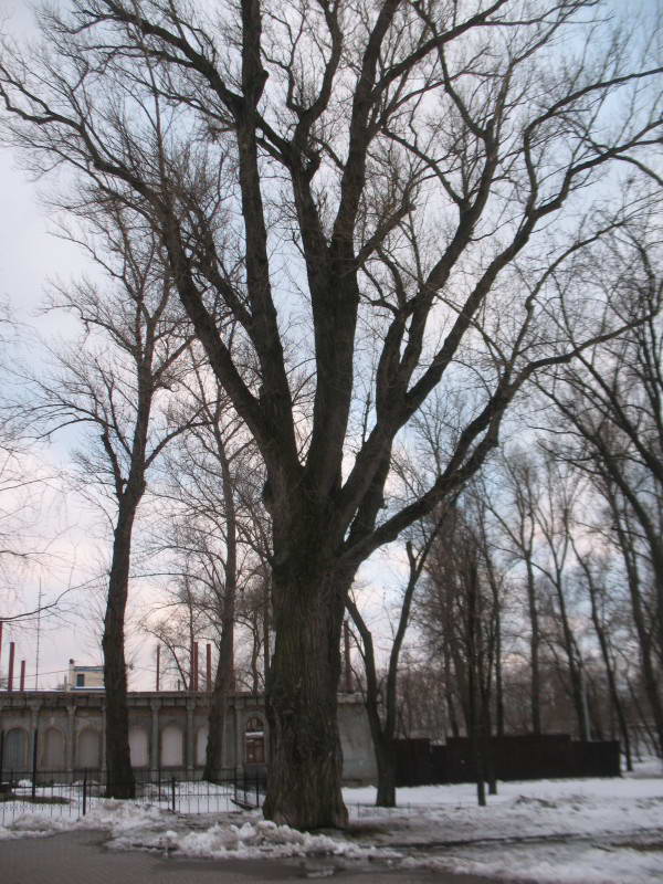 Secular black poplar Populus nigra