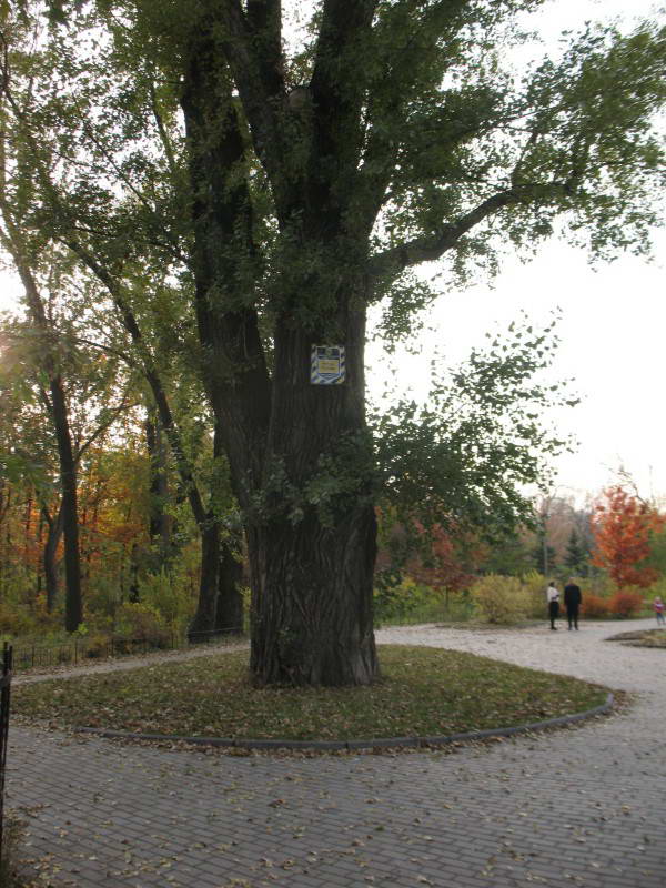 Secular black poplar Populus nigra