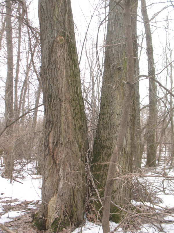 Old black poplar Populus nigra