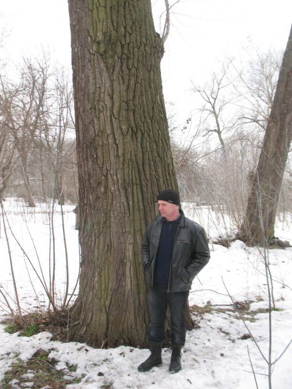 Old black poplar Populus nigra