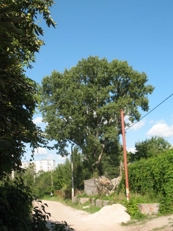 Old black poplar Populus nigra