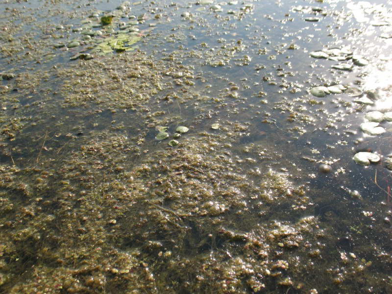 Нитчасті зелені водорості, Ольжин острів