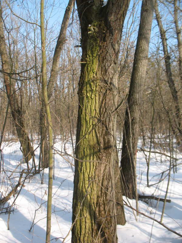 Зелені водорості аерофіти, Chlorophyta