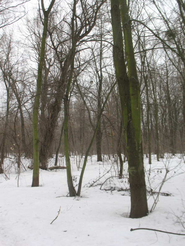 Зелені водорості аерофіти, Chlorophyta