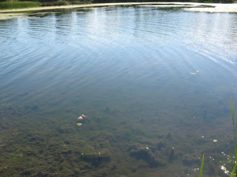 Filamentous green algae, Chlorophyta,…