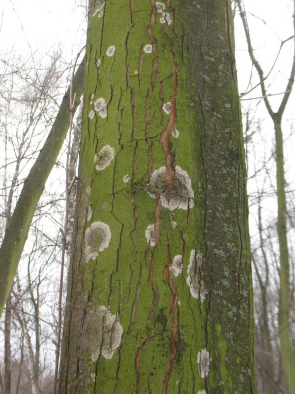 Algae and lichen Lecidella sp