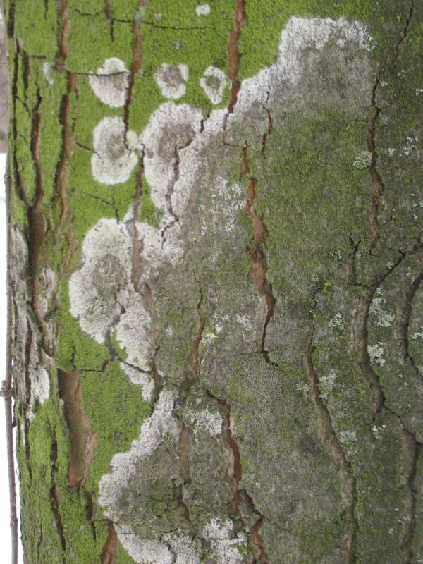 Algae and lichen Lecidella sp.