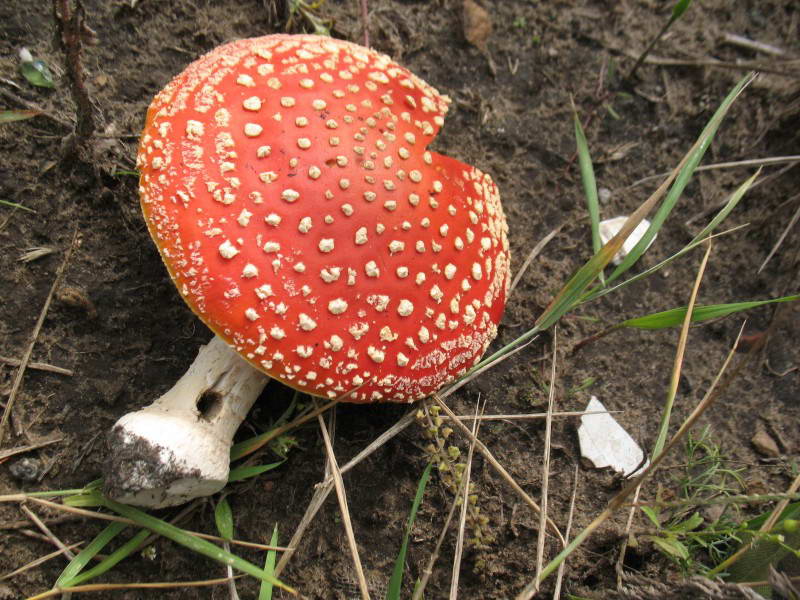 Мухомор червоний Amanita muscaria