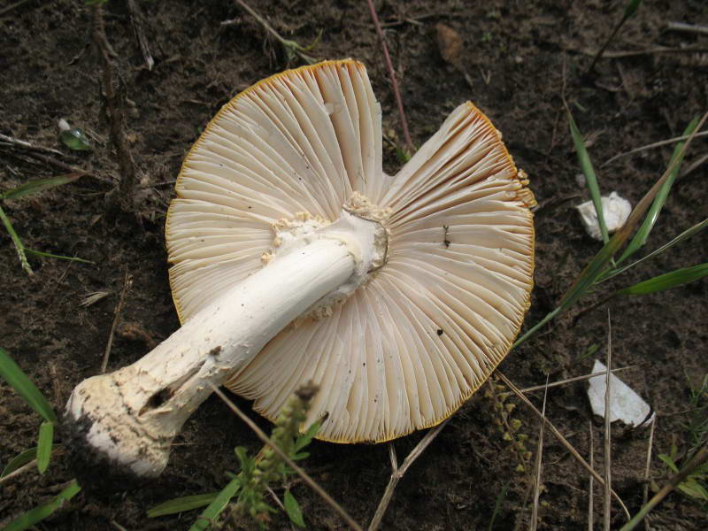 Amanita muscaria (L.) Lam.