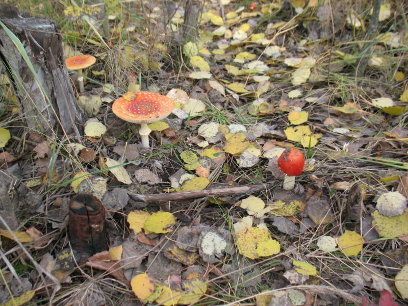 Мухомор красный, Amanita muscaria (L.)…