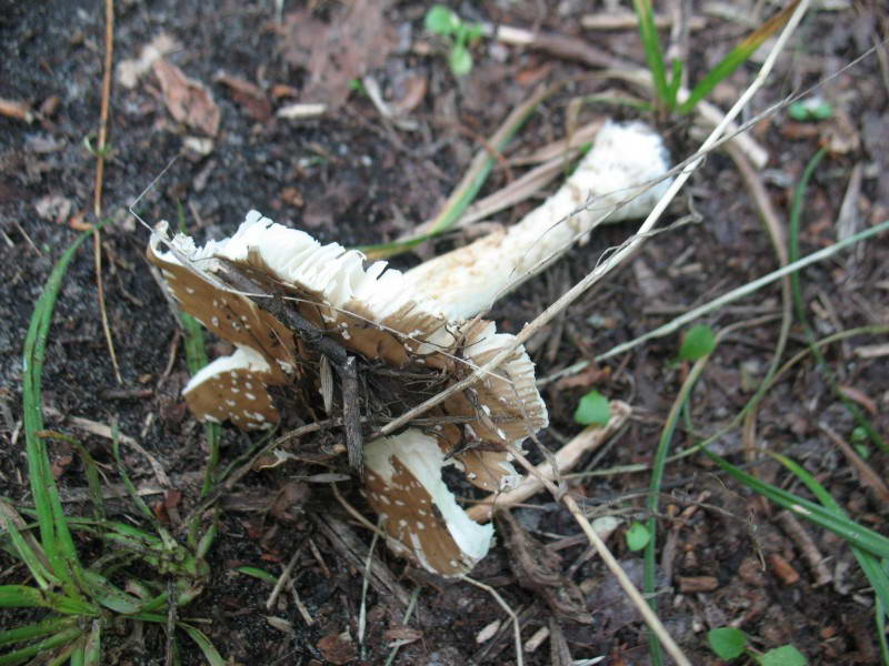 Мухомор пантерный, Amanita pantherina…