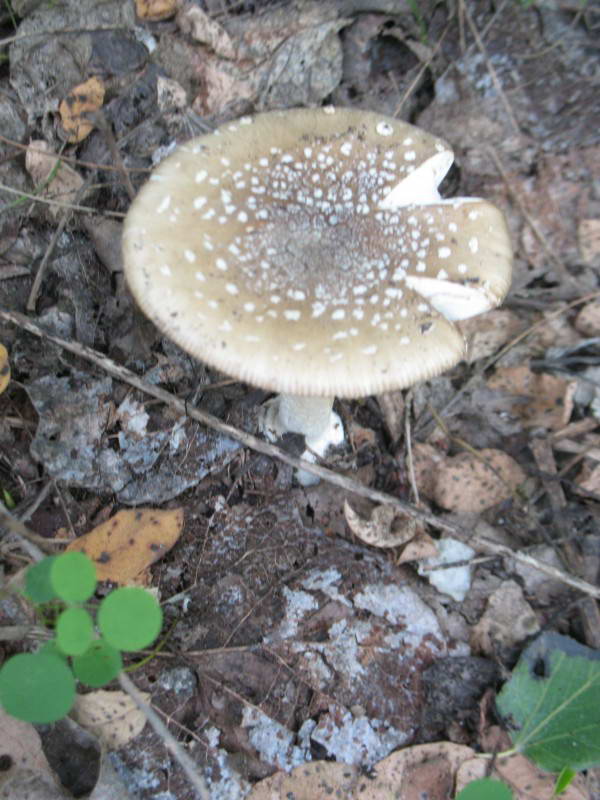 Мухомор пантерный, Amanita pantherina…