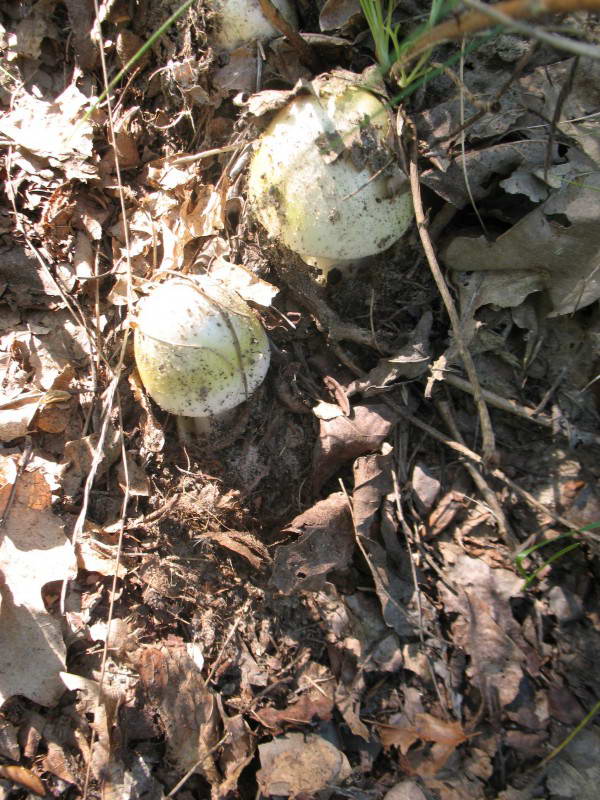 Бледная поганка, Amanita phalloides…