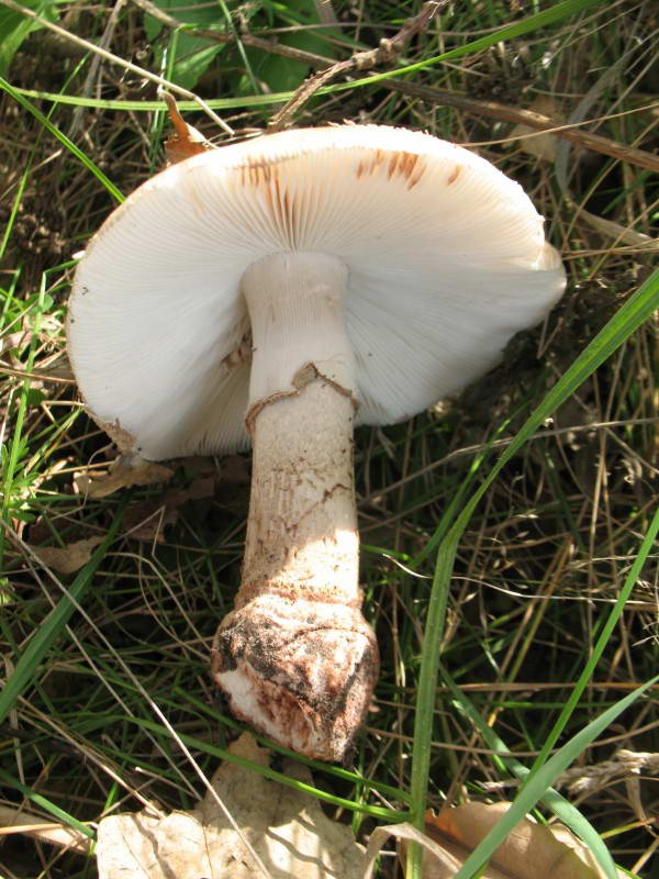 Мухомор краснеющий, Amanita rubescens…