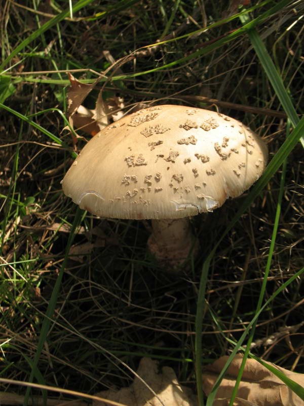 Мухомор червоніючий, Amanita rubescens…