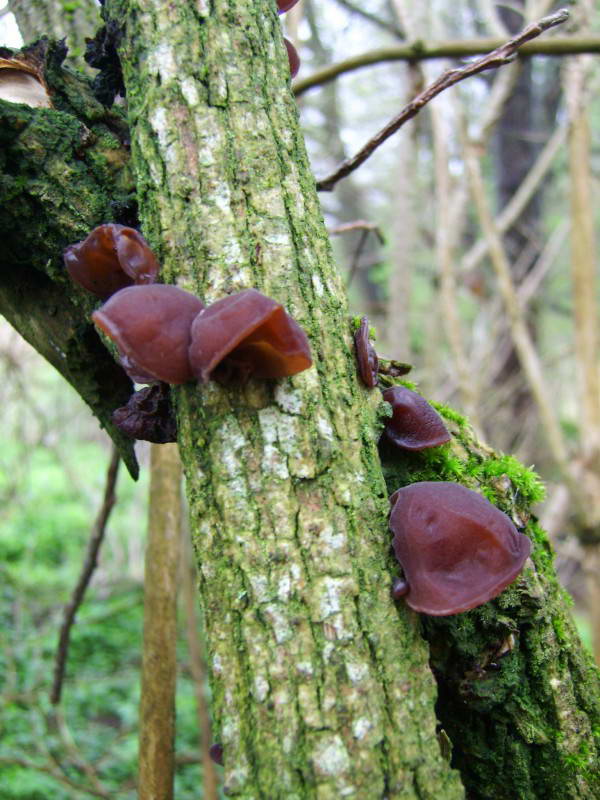 Jew's ear, wood ear, Auricularia…