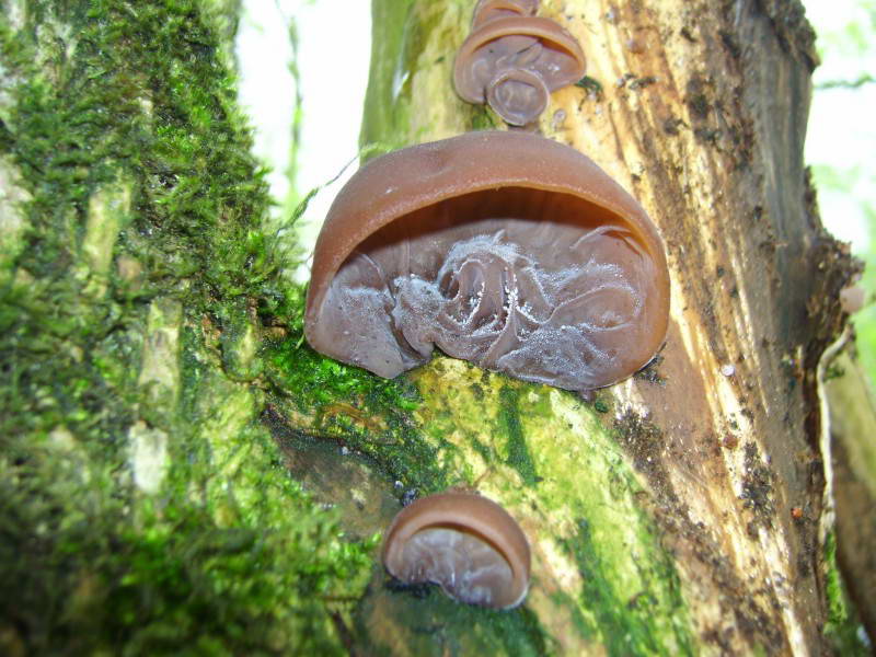 Jew's ear, wood ear, Auricularia…