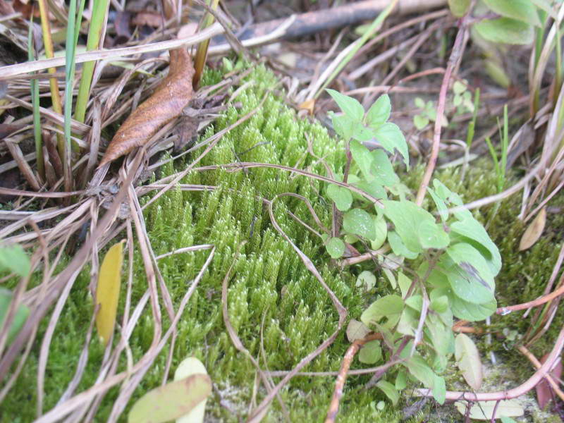 Moss, Brachythecium