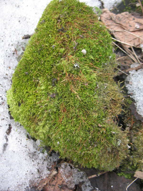 Moss, Brachythecium