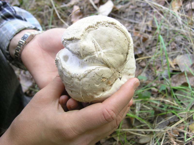 Головач урновидный, Calvatia utriformis