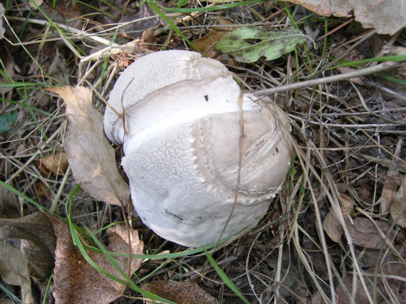 Головач урновидный, Calvatia utriformis