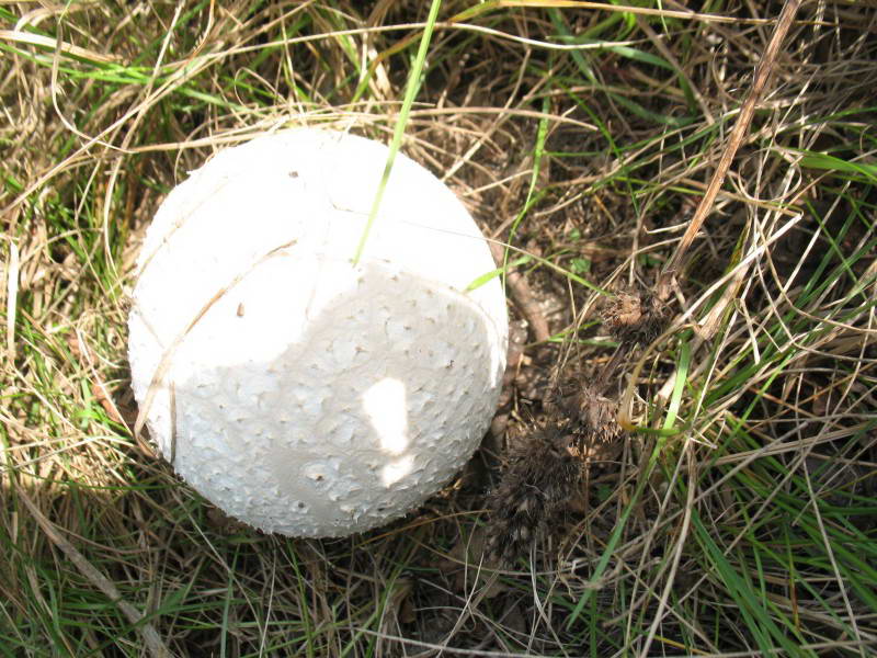 Головач урновидный, Calvatia utriformis