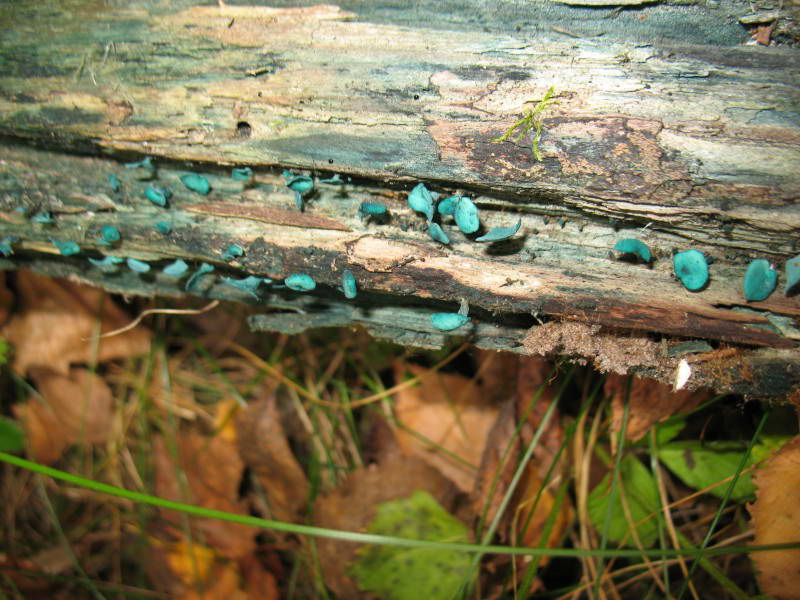 Хлороцибория сине-зеленоватая