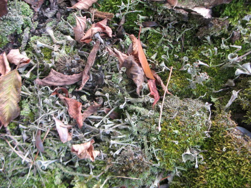 Кладония, Cladonia sp.