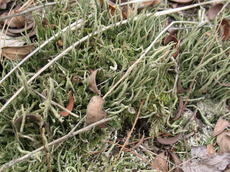 Кладония, Cladonia sp.