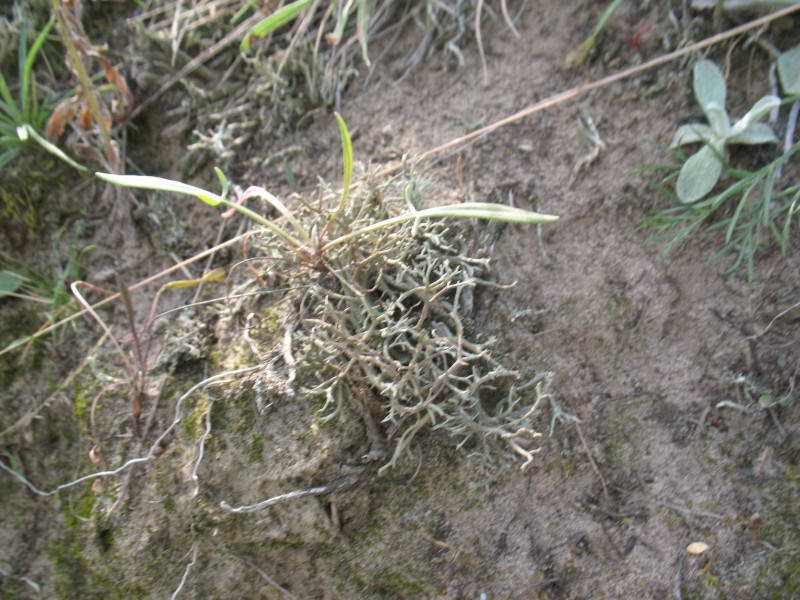 Кладонія, Cladonia sp.