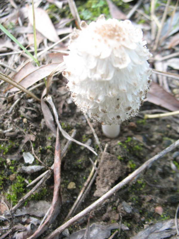 Coprinus curly, Coprinus…