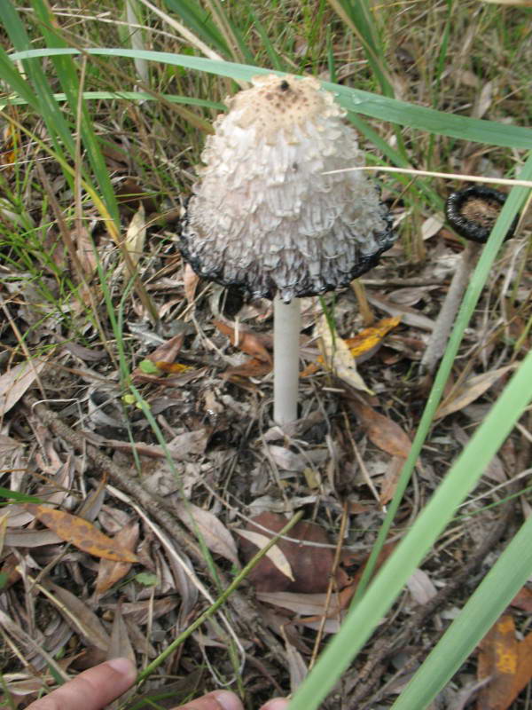 Навозник кудрявый, Coprinus comatus…