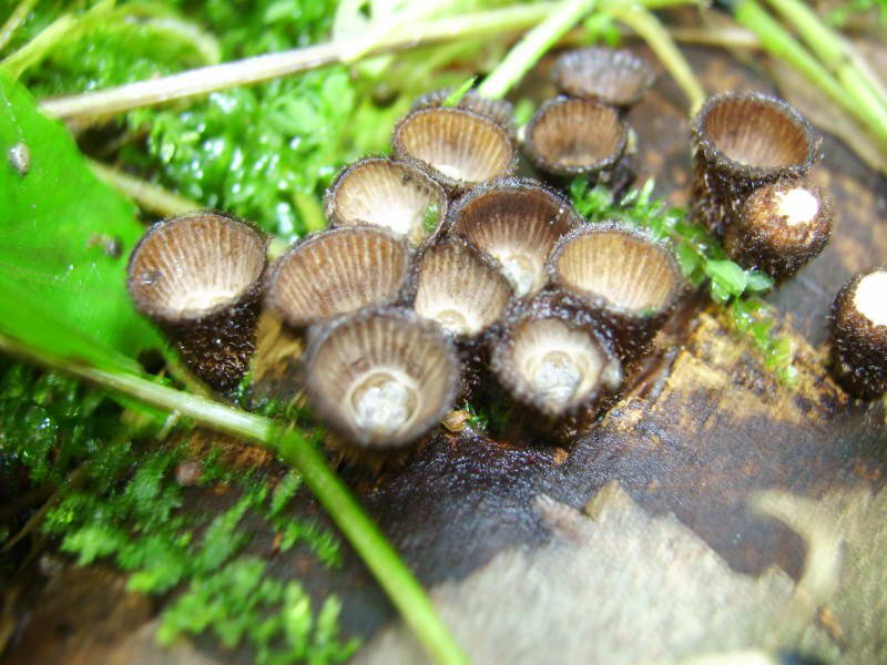 Cup-shaped Olla, Cyathus olla (Batsch)…