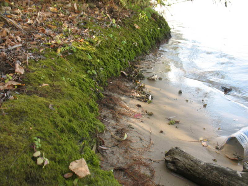 Locality of mosses