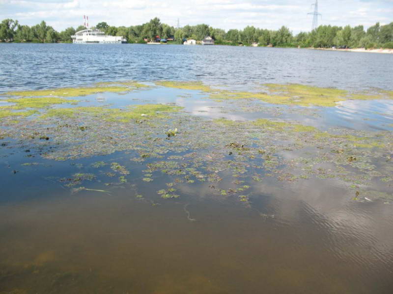 Filamentous green algae, Chlorophyta,