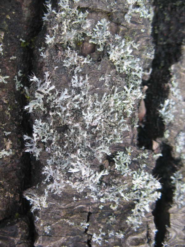 Lichen Physcia tenella (Scop.) DC.