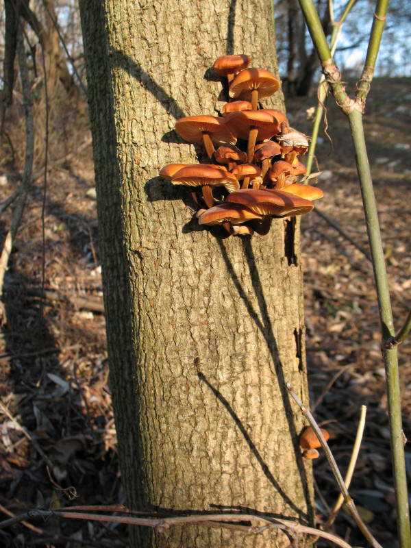 Зимний опенок, Flammulina velutipes…