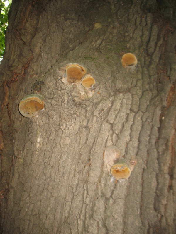 Трутовик несправжній, Phellinus robustus