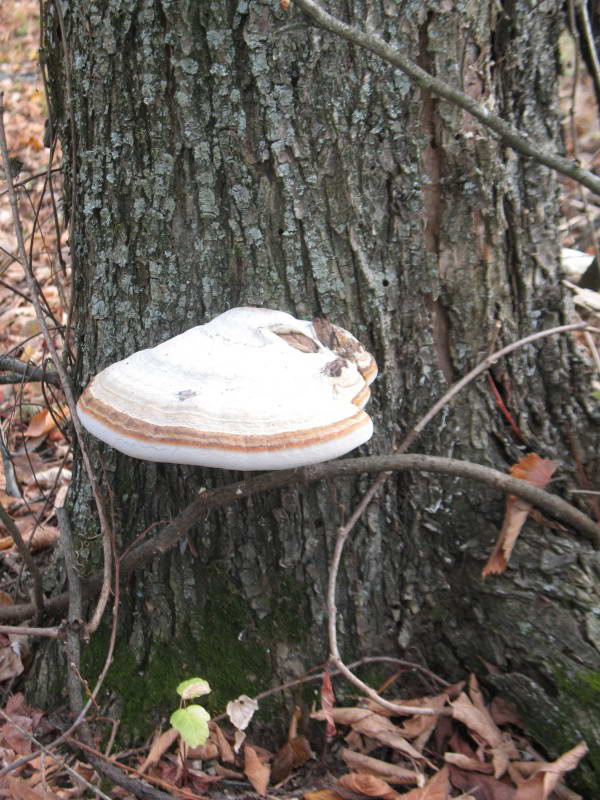 Трутовик настоящий, Fomes fomentarius…